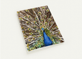 Peacock themed greeting card, blue bird centered on multicolor feather pattern